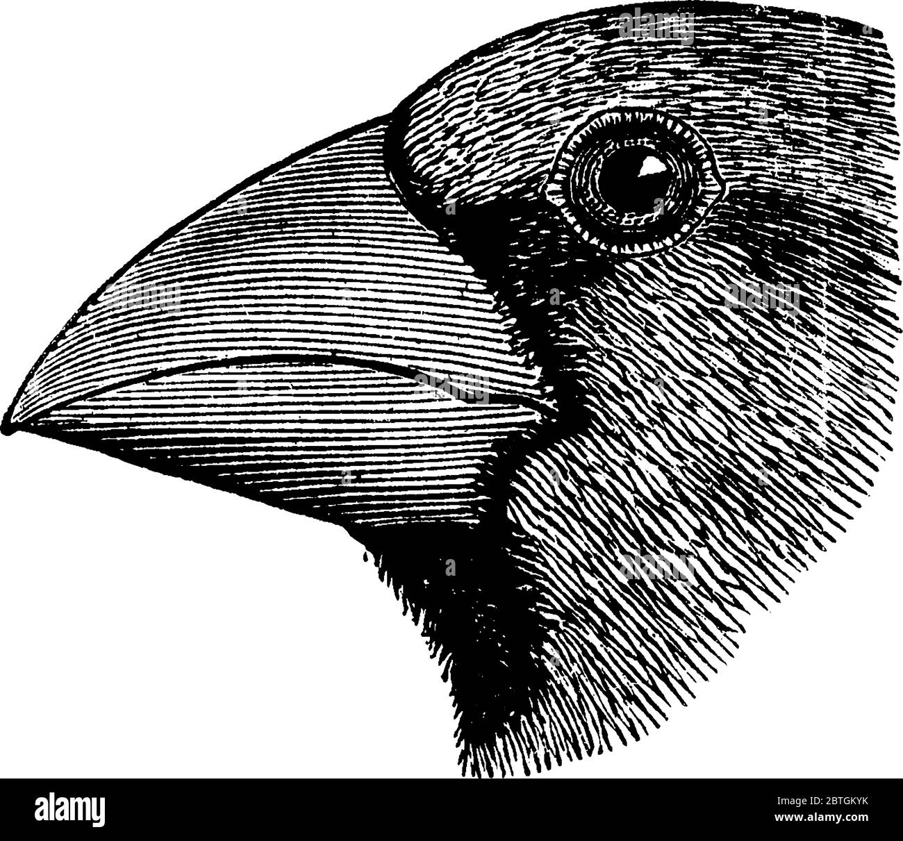 L'aubépine est un oiseau de passereau de la famille finch Fringillidae, dessin de ligne vintage ou illustration de gravure. Illustration de Vecteur