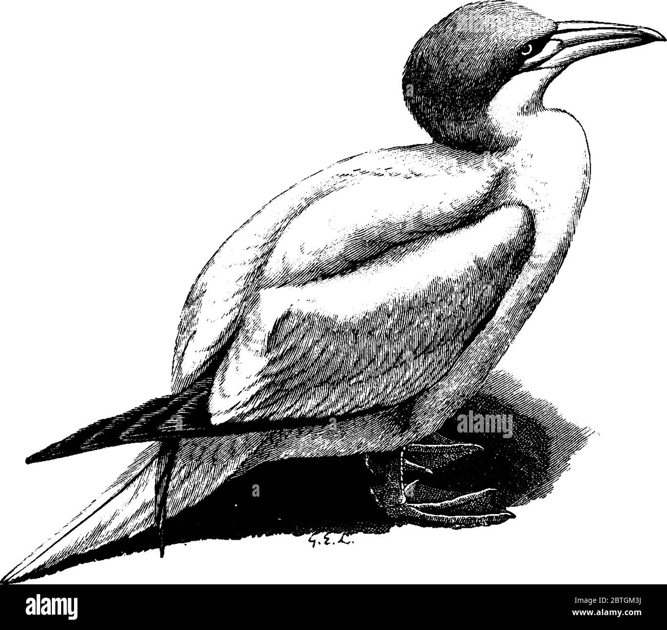Les gannets sont de grands blancs avec des wingtips noirs oiseaux de mer qui vivent sur des falaises., dessin de ligne vintage ou illustration de gravure. Illustration de Vecteur