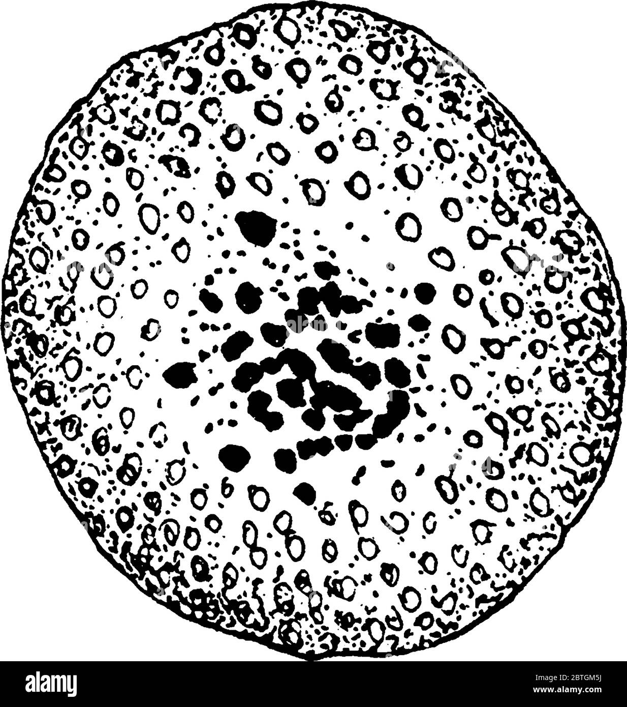 Figure montrant la formation de Cyclospora cayetanensis cellule d'oeuf, c'est un parasite coccidien qui cause la gastro-entérite prolongée et récurrente, millésime Illustration de Vecteur