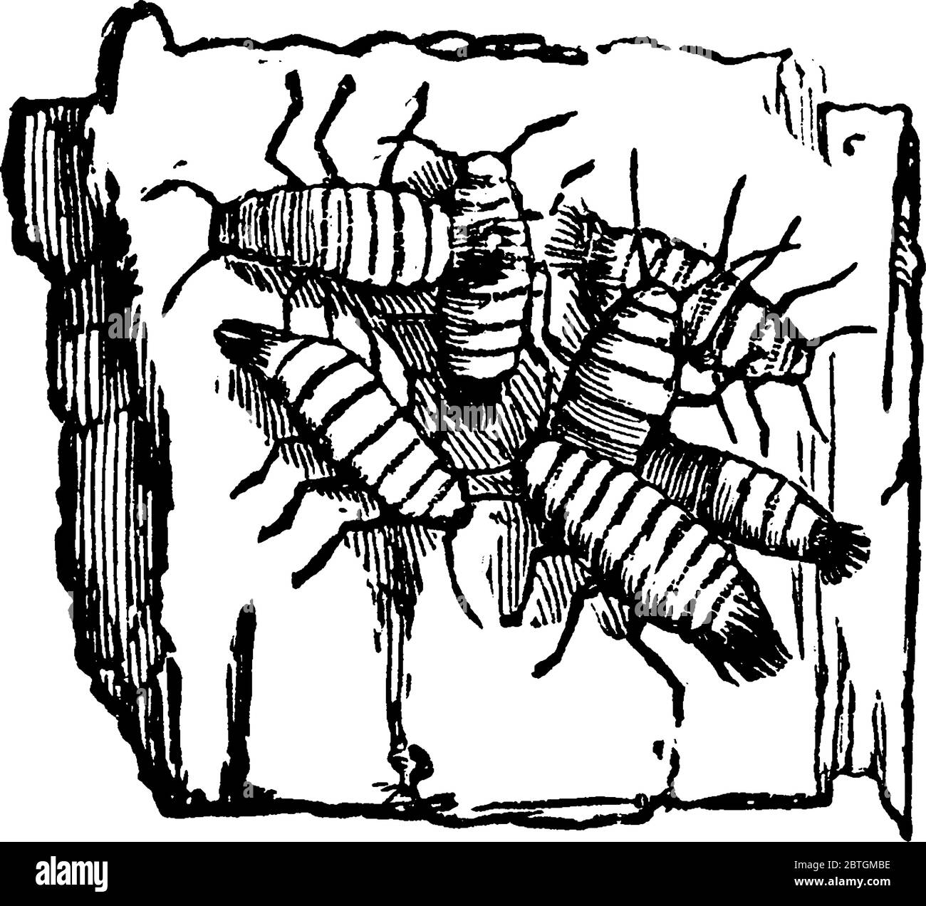 Image de la souris à pomme Woolly, Schizoneura lanigera: Montrant un groupe de spécimens sur l'écorce., dessin de ligne vintage ou illustration de gravure. Illustration de Vecteur