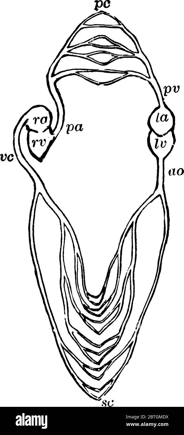 Le système circulatoire, montrant qu'il forme un circuit fermé unique avec deux pompes dans lui, représenté par les moitiés droite et gauche du coeur, whi Illustration de Vecteur