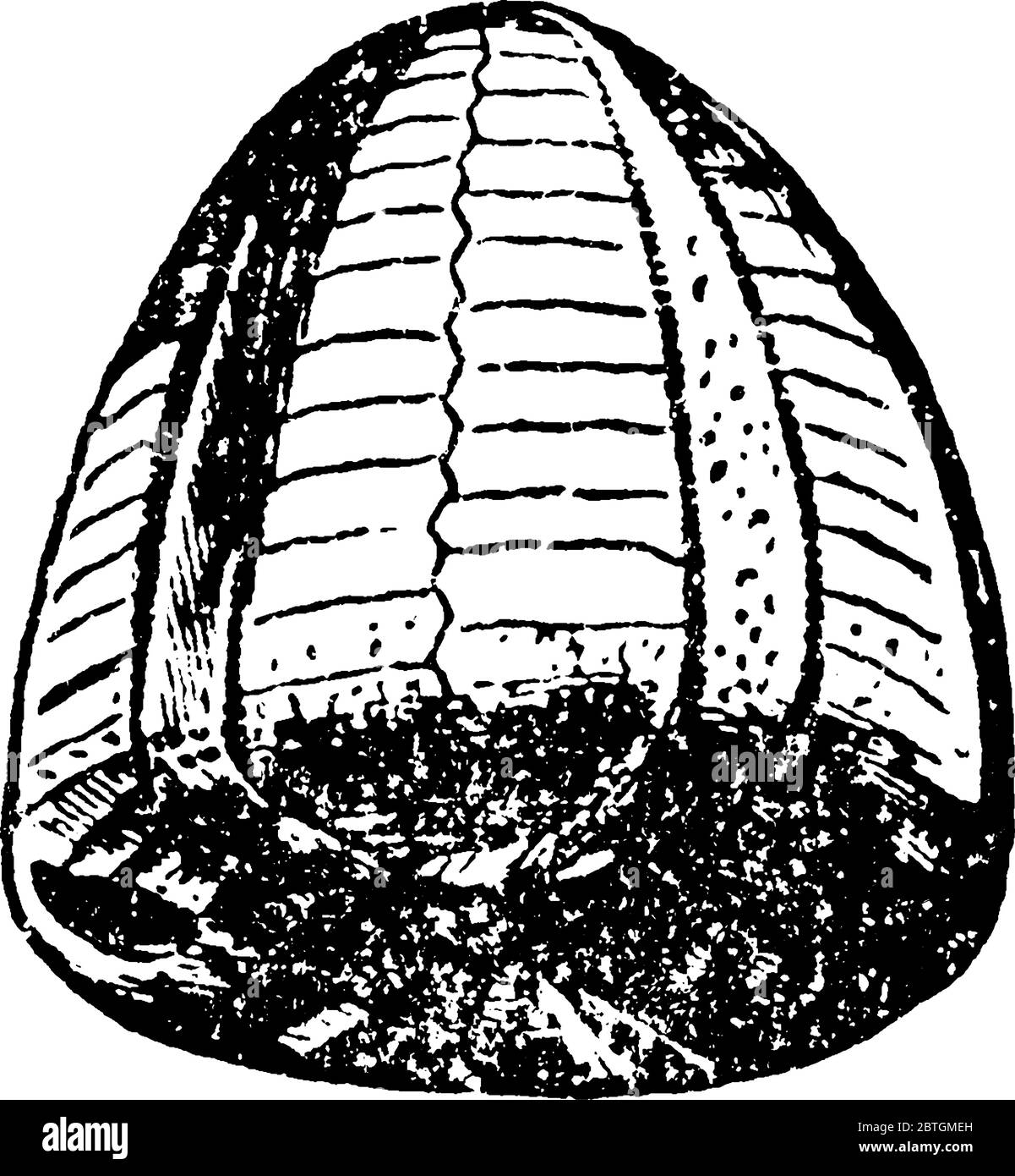 Une représentation typique de Galerites albogalerus, Lam.; U. Chalk, Kent, en forme de dôme et avec des motifs gras et réguliers comme des taches et des rayures courtes, Illustration de Vecteur