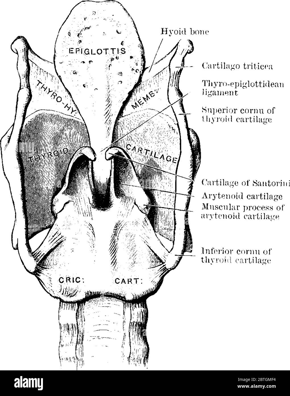 Les cartilages et les ligaments du larynx vus de derrière, avec ses parties étiquetées, dessin de ligne vintage ou illustration de gravure. Illustration de Vecteur