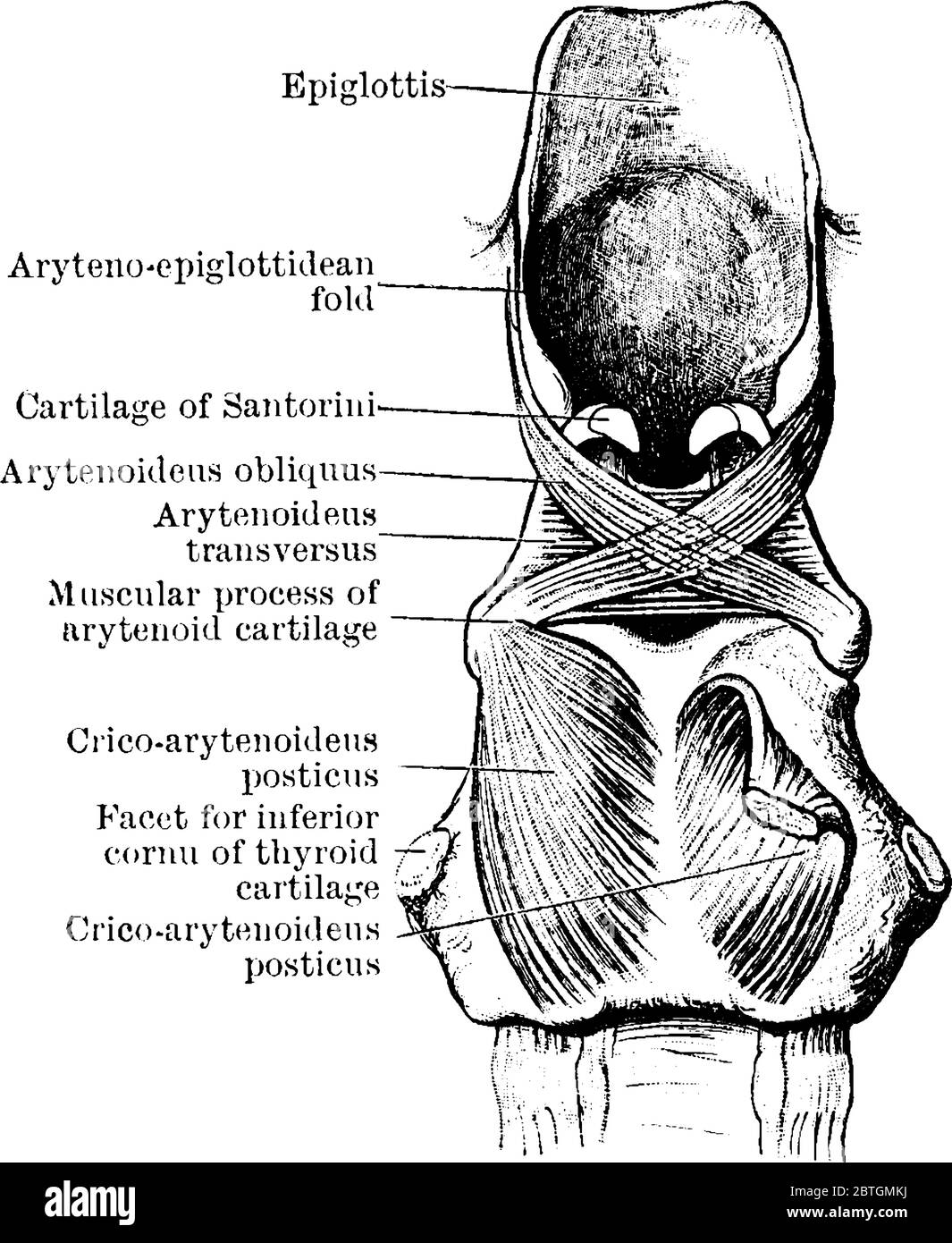 La dissection des muscles, dans la paroi postérieure du larynx. La figure est étiquetée avec ses parties respectives, un dessin de ligne vintage ou une gravure Illustration de Vecteur