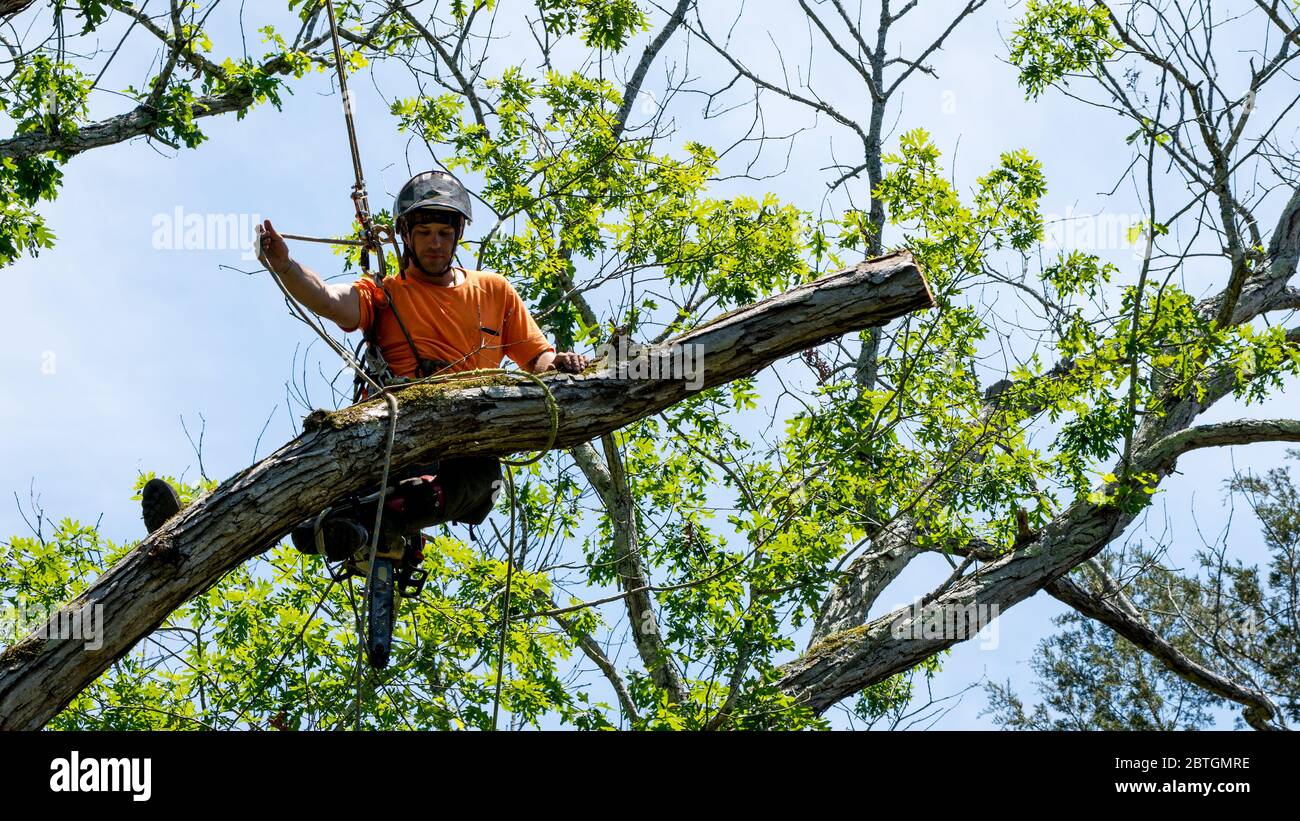 Ouvrier en chemise orange grimpant dans un arbre coupant des branches mortes en Caroline du Nord Banque D'Images