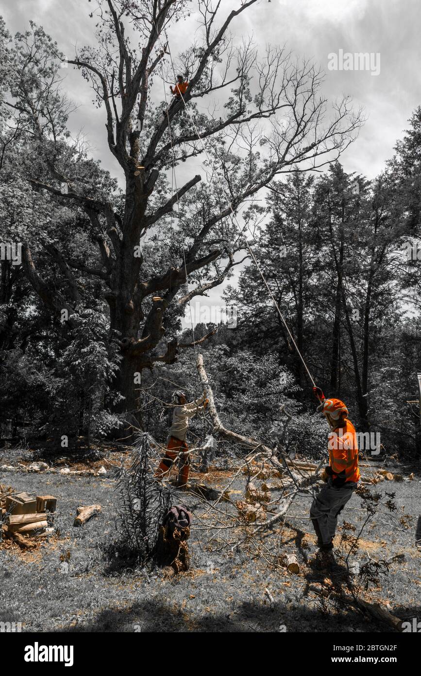 Un employé en chemise orange tenant une corde fixée à la branche comme un autre travailleur dans l'arbre la coupe en Caroline du Nord Banque D'Images
