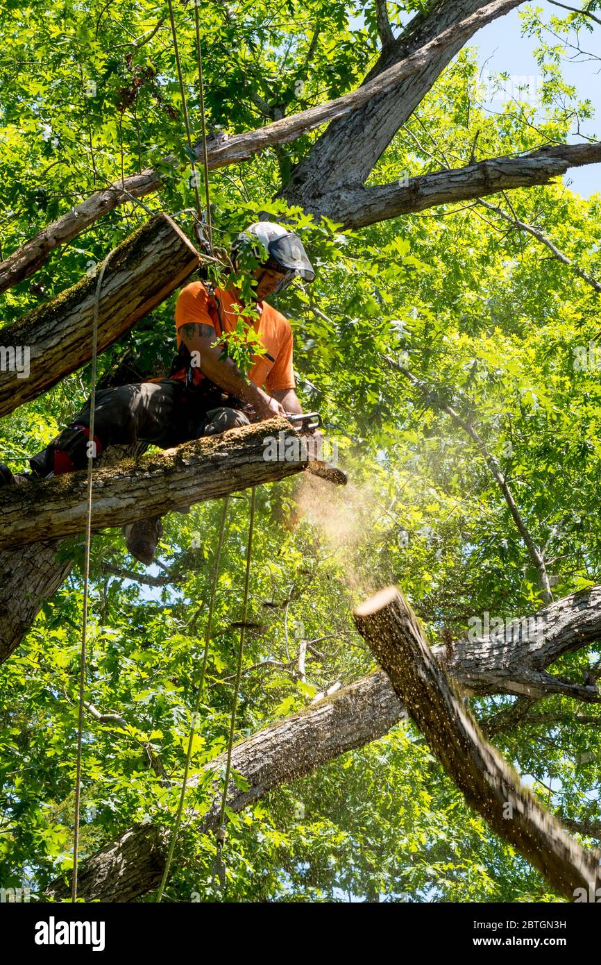 Ouvrier en chemise orange grimpant dans un arbre coupant des branches mortes en Caroline du Nord Banque D'Images