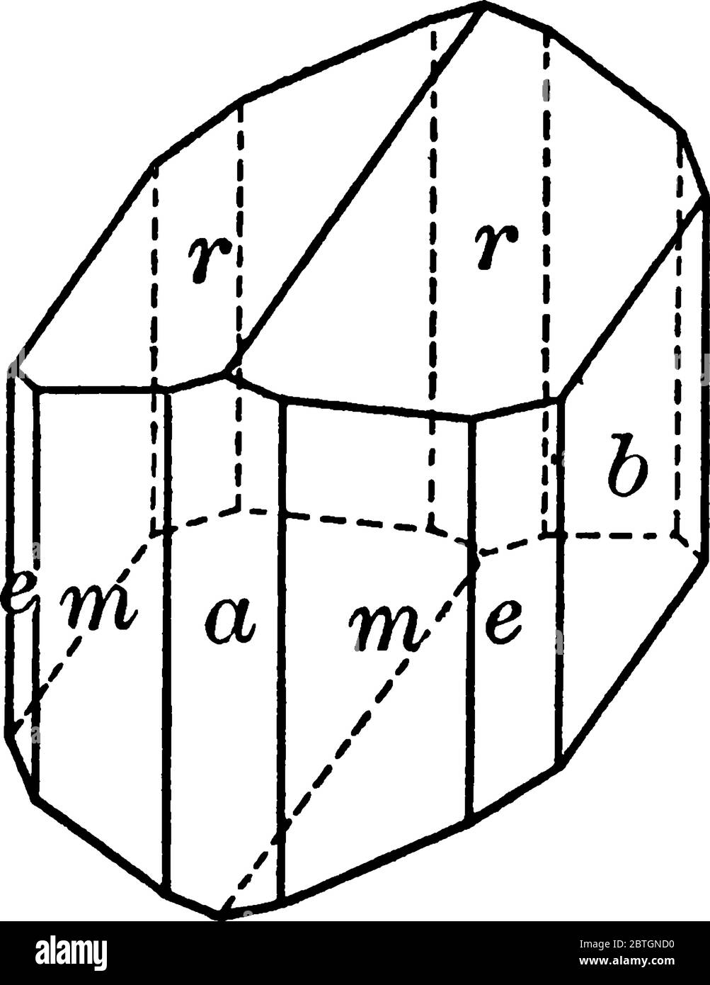Une illustration Amphinole, dessin de ligne vintage ou gravure. Illustration de Vecteur