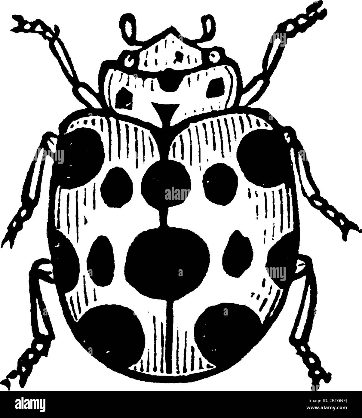 Epilachna borealis est une espèce de dendroctone de courge de la famille des coccinellidae, qui comprend des coccinelles, des dessins de ligne vintage ou des illustrations de gravure. Illustration de Vecteur