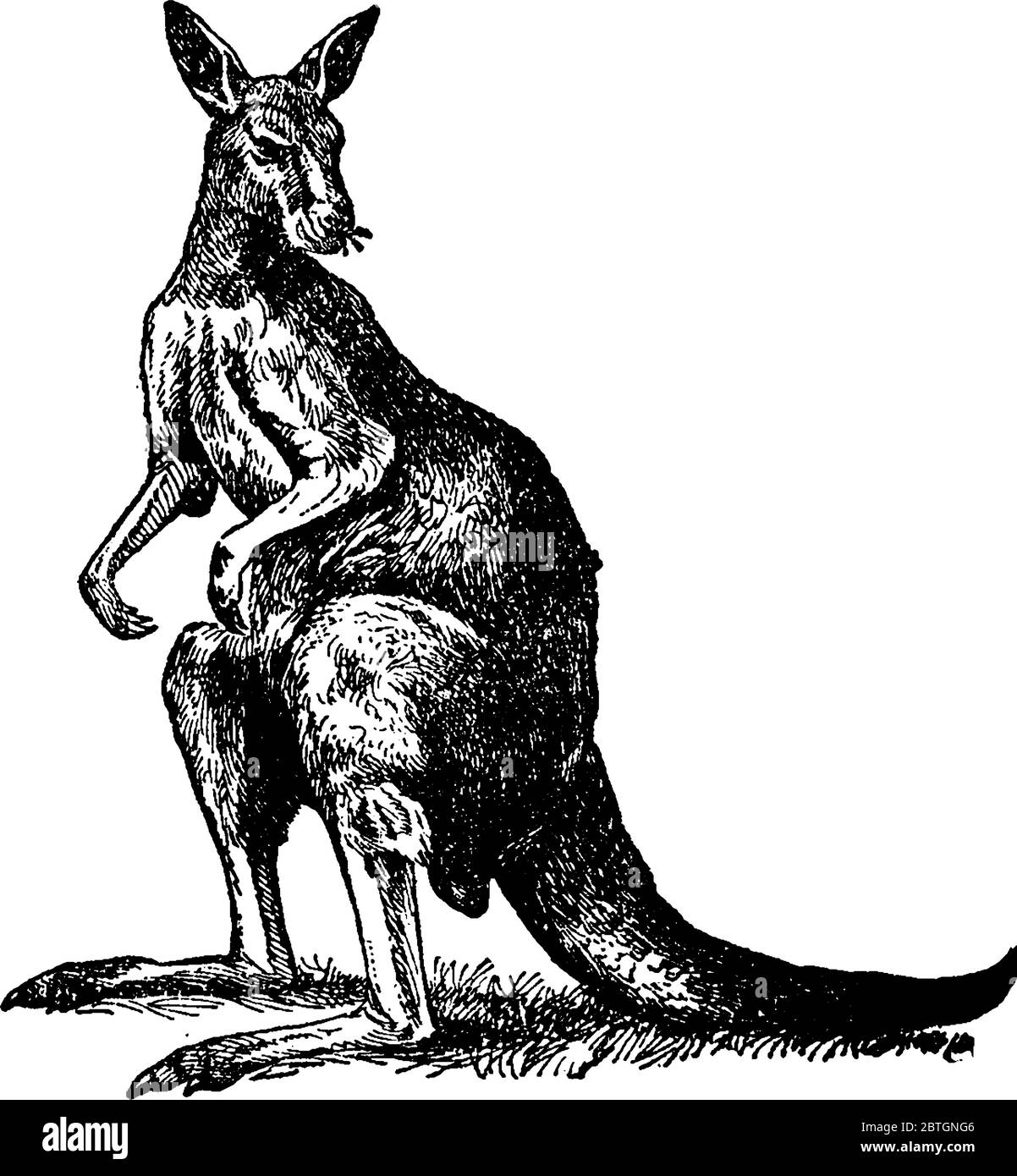 Ils sont un animal de l'Australie, avec une petite tête, des pattes arrière grandes et puissantes, une queue énorme, des membres avant courts, et est à peu près à la hauteur d'un homme. Femme Illustration de Vecteur