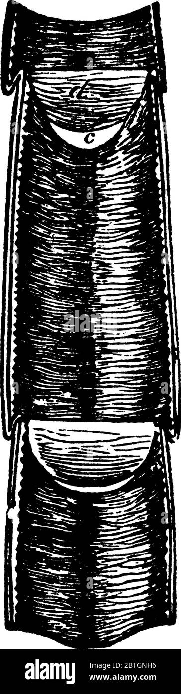 Image montrant les chambres de coeur du coléoptère de cerf, dessin de ligne vintage ou illustration de gravure. Illustration de Vecteur