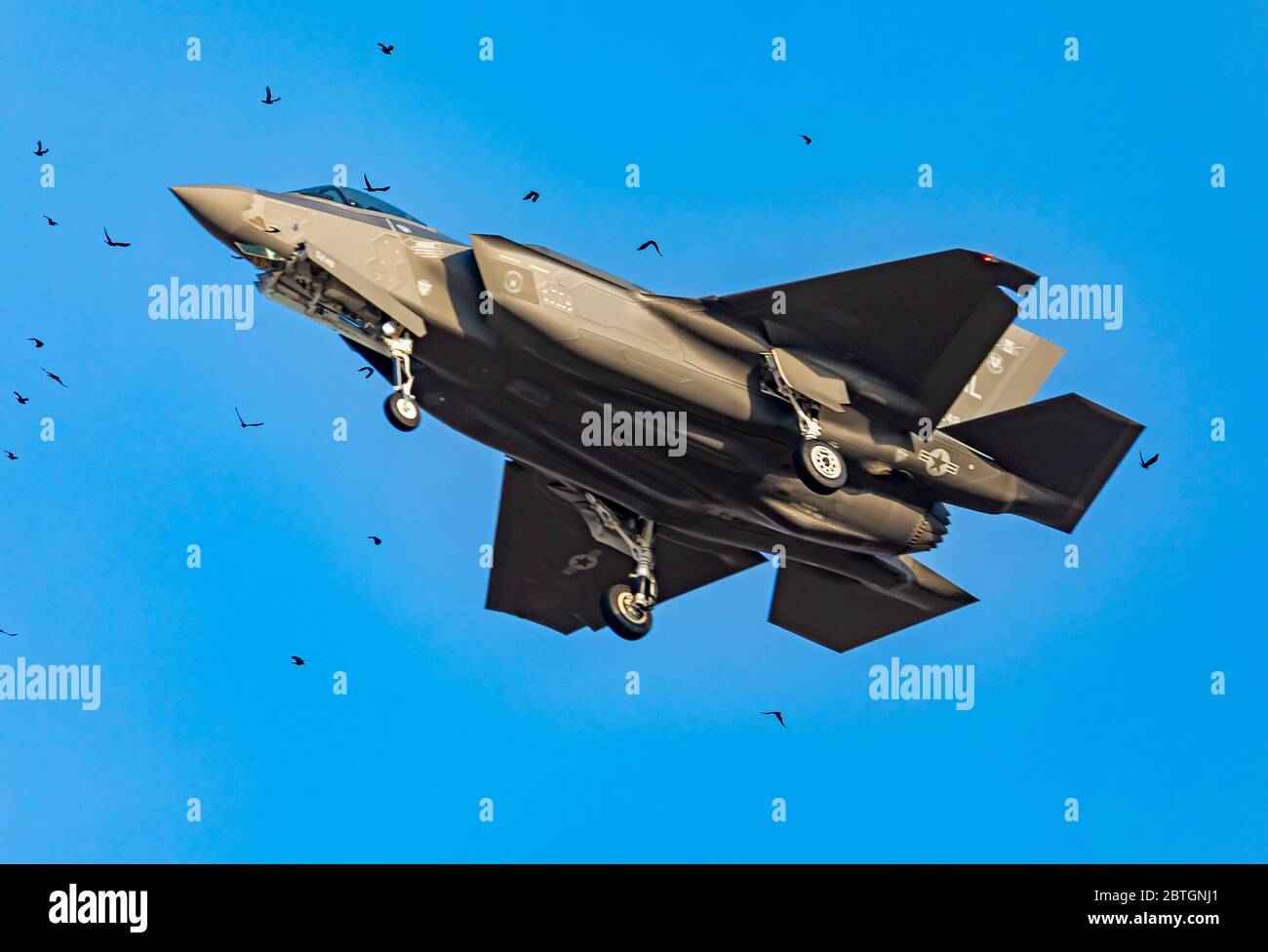 Un chasseur à réaction F-35A Lightning II vole à travers un troupeau de Ravens (Corvus corax) en approchant de la piste de la base aérienne Hill, Layton, Utah, États-Unis. Banque D'Images