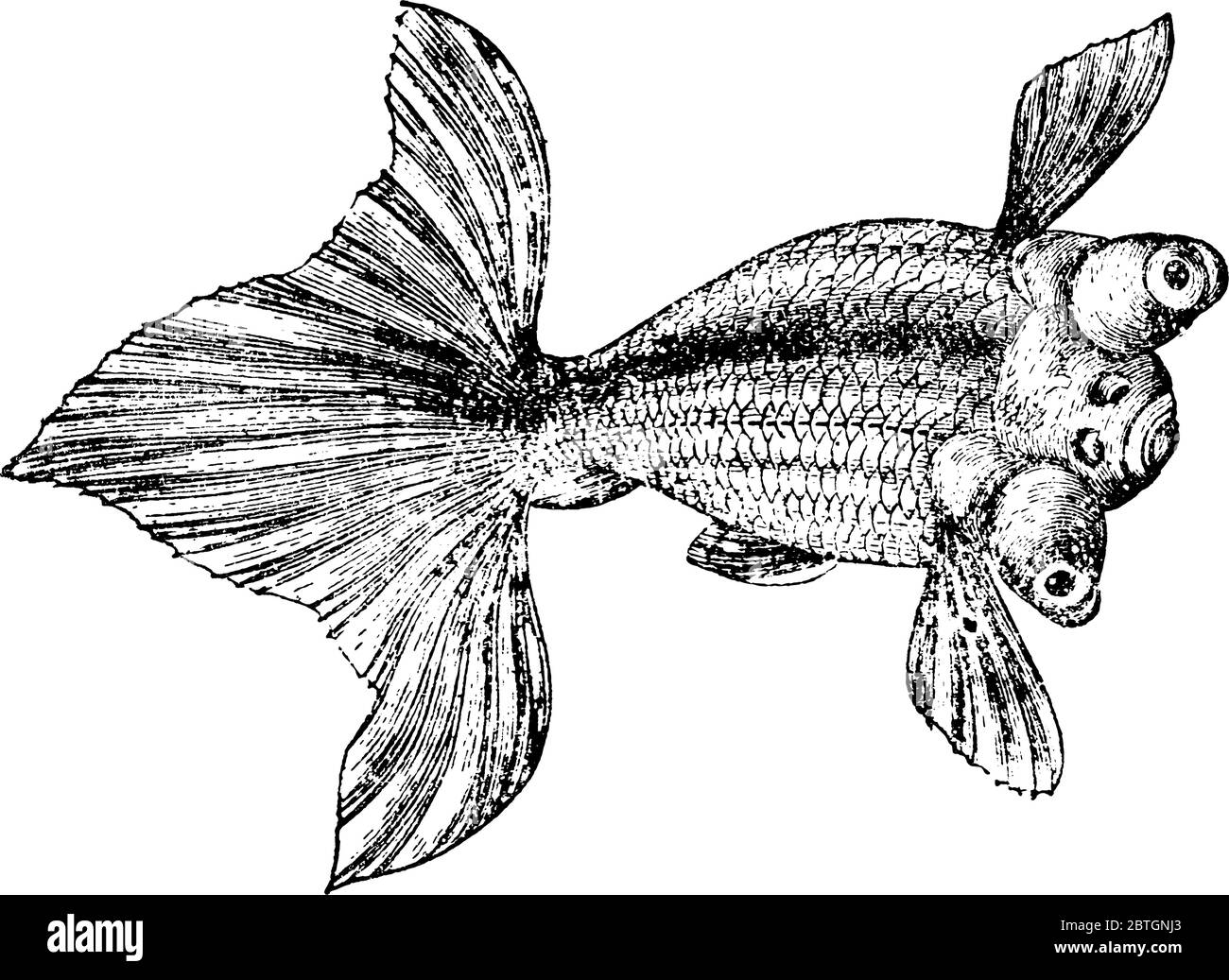 On trouve surtout dans les étangs et les eaux fixes de Chine les poissons d'eau douce sont dans diverses combinaisons de blanc, jaune, orange, rouge, marron et noir et Illustration de Vecteur