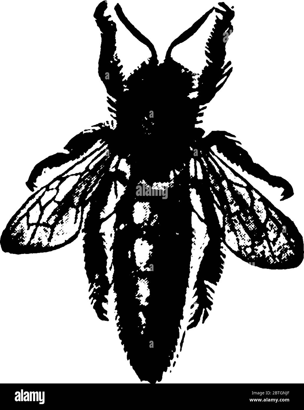 Une abeille est un insecte eusocial volant dans la famille des Apidae, ils vivent dans des colonies. Cette figure représente Queen of Honey Bee, dessin de ligne vintage Illustration de Vecteur