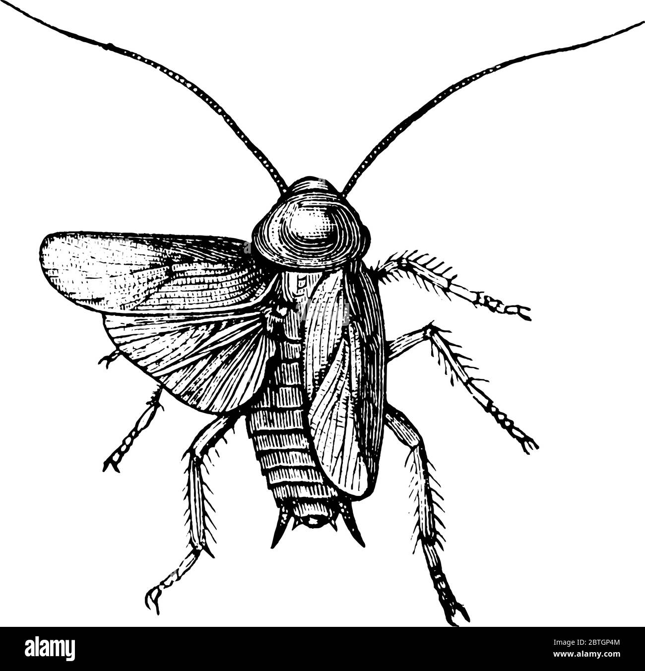 Cockroach est un insecte avec deux ailes et deux longues antennes, dessin de ligne vintage ou illustration de gravure. Illustration de Vecteur