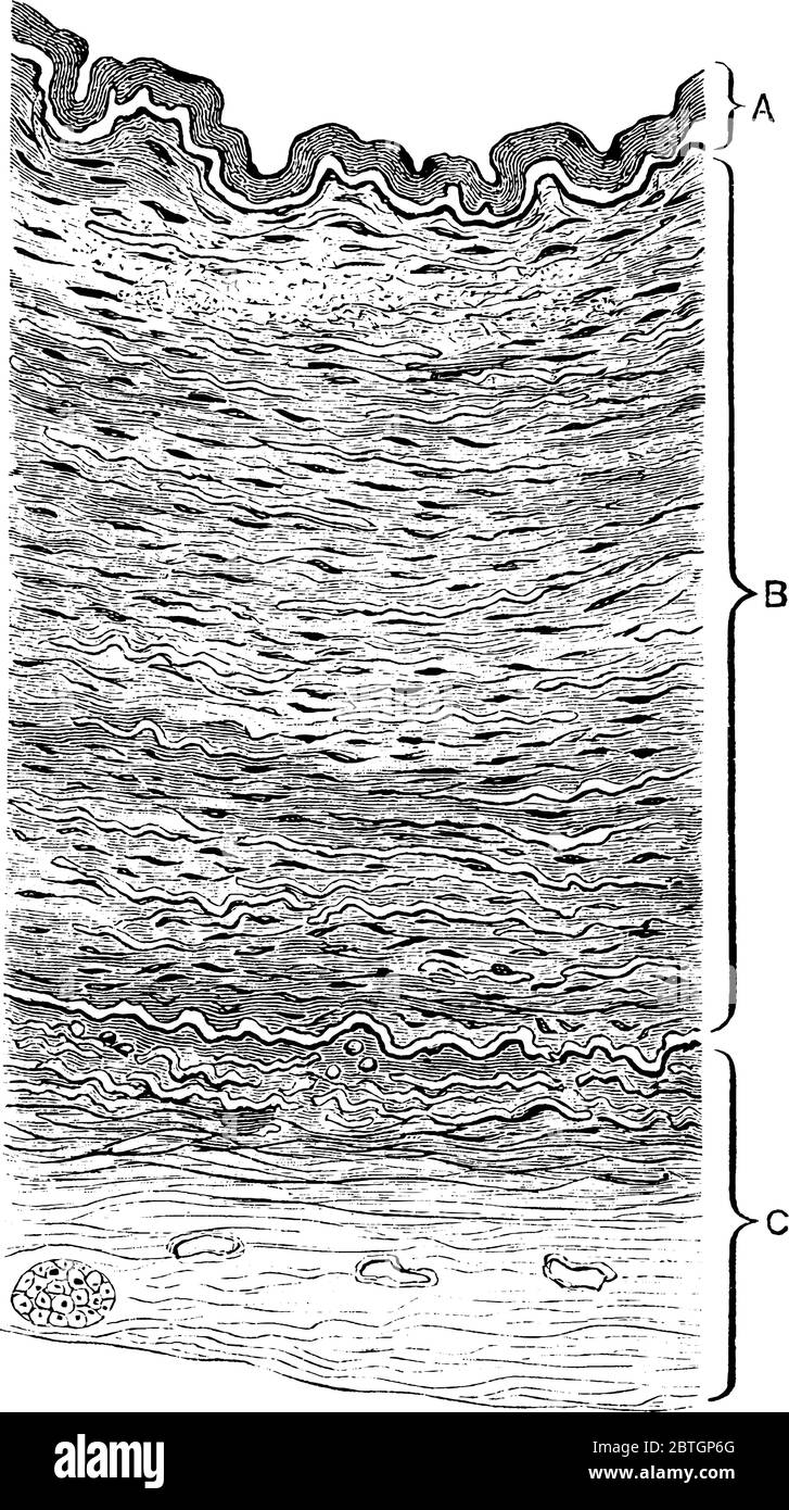 La section transversale à travers la paroi d'une grande artère, avec ses parties, tunica intima, tunica media et tunica externa, marqué a, B et C, vint Illustration de Vecteur
