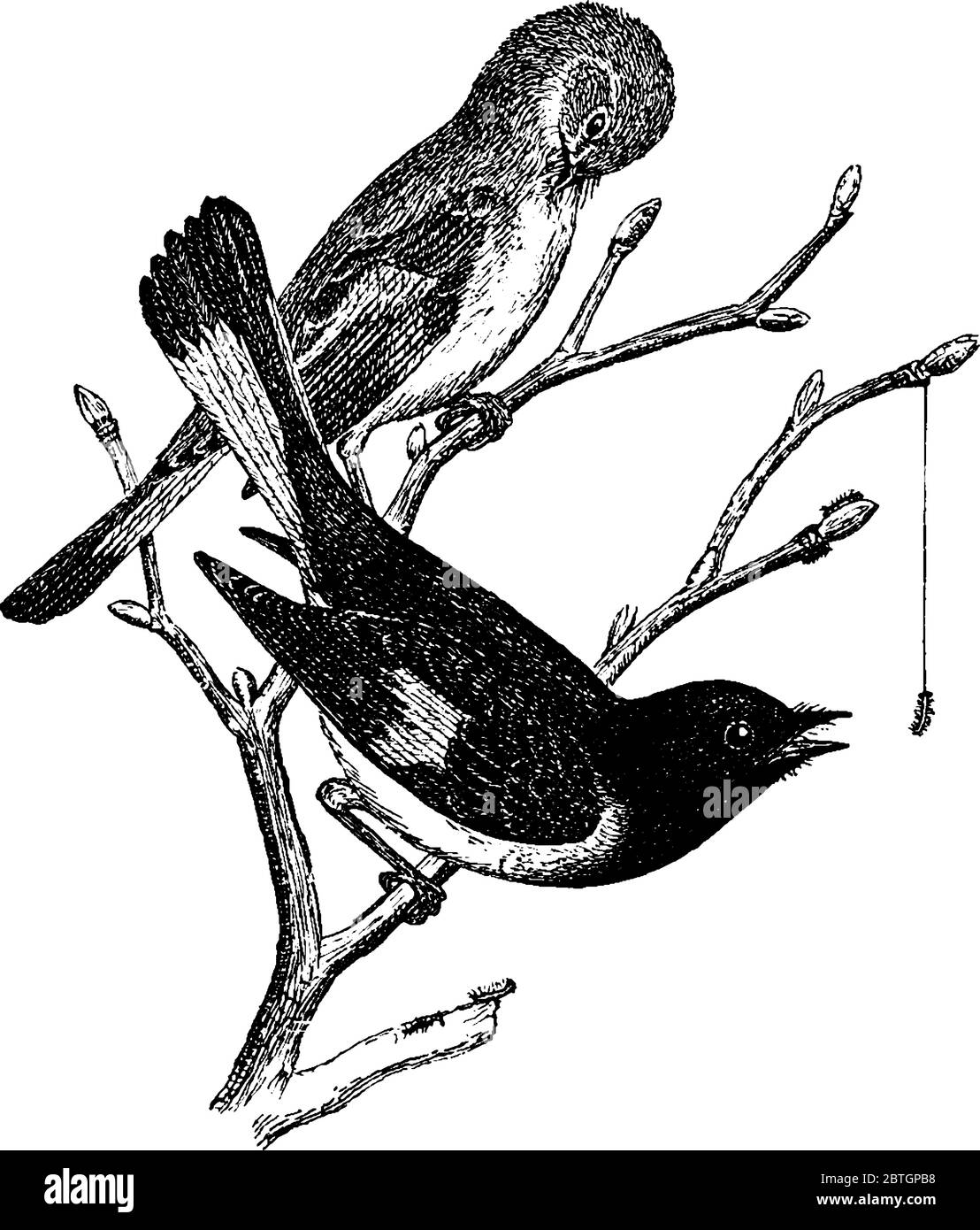 Deux oiseaux Redstart américains, sur les branches de l'arbre. Le nom de l'espèce est dérivé de la queue rouge du mâle, commençant par être un vieux mot pour le tai Illustration de Vecteur