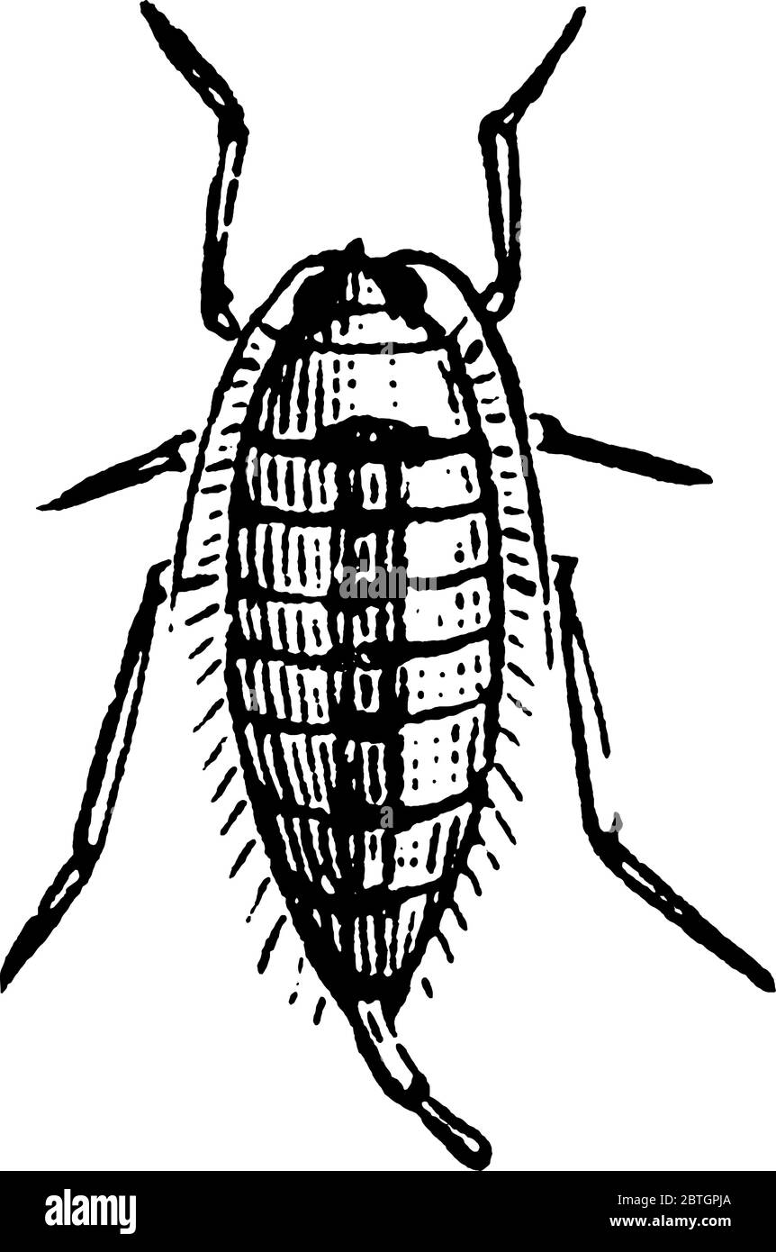 La femelle, Anisopteryx pometaria espèces. Il est sans aile et a des bandes longitudinales dans son corps ovale qui se tamente et est retourné behin Illustration de Vecteur