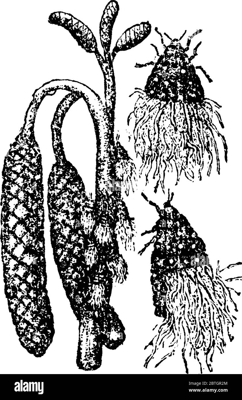 Les pucerons de Wooly sont des insectes sucer vivent sur des jus de fleurs, des dessins de ligne vintage ou des illustrations de gravure. Illustration de Vecteur