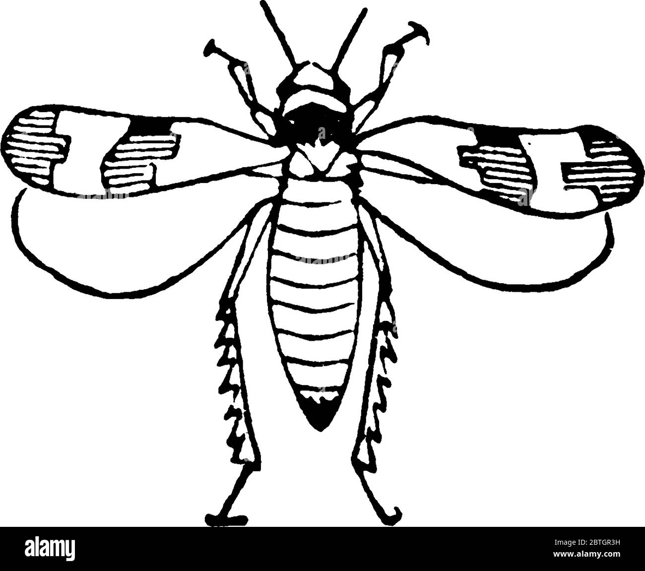 Insecte de la famille des cicadellidae, dessin de ligne vintage ou illustration de gravure. Illustration de Vecteur