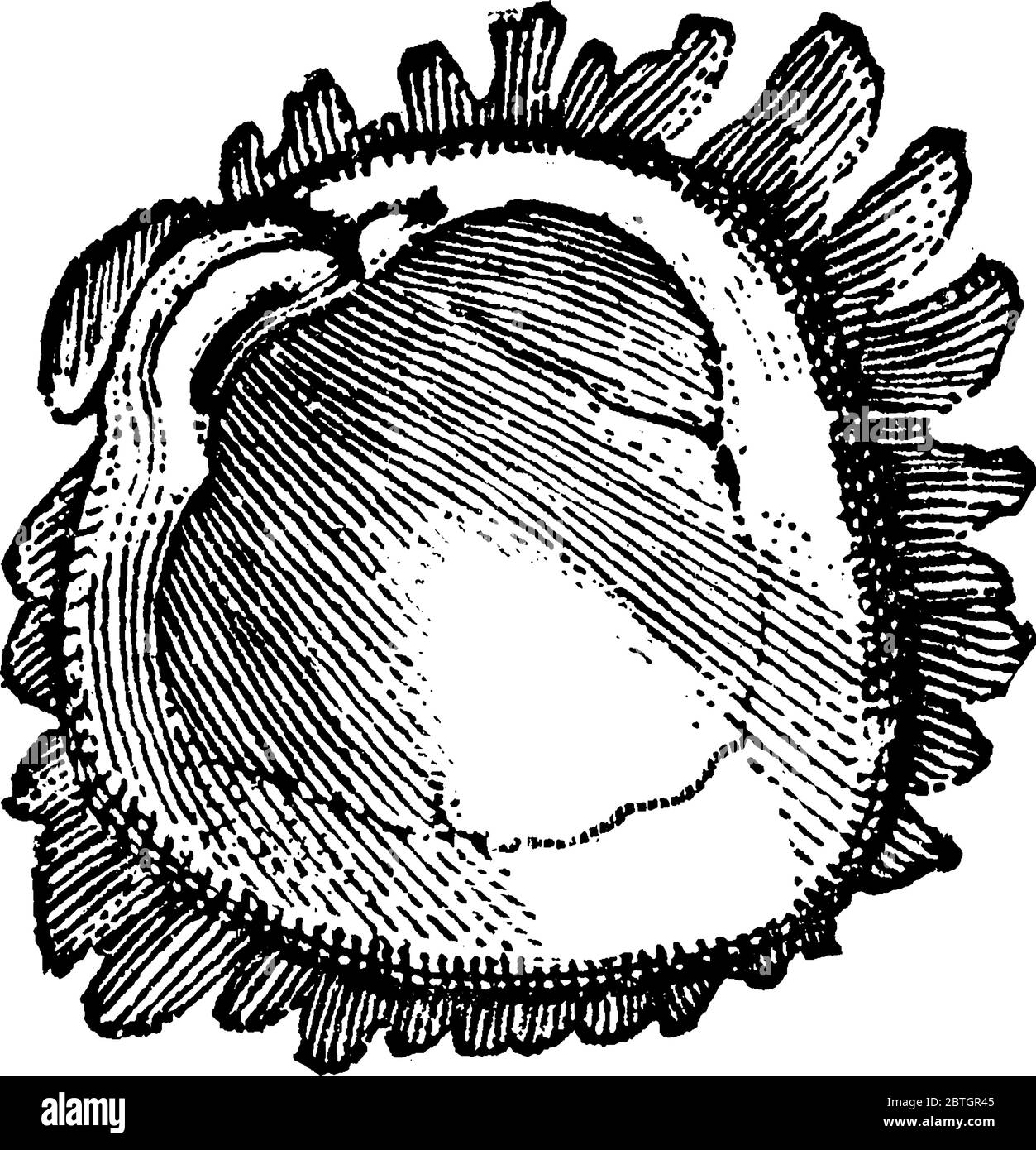 La valve droite d'un mollusque du genre Chamidæ, a une seule coquille de limpet sur le dessus, sous l'animal avec un seul pied musculaire, vinta Illustration de Vecteur
