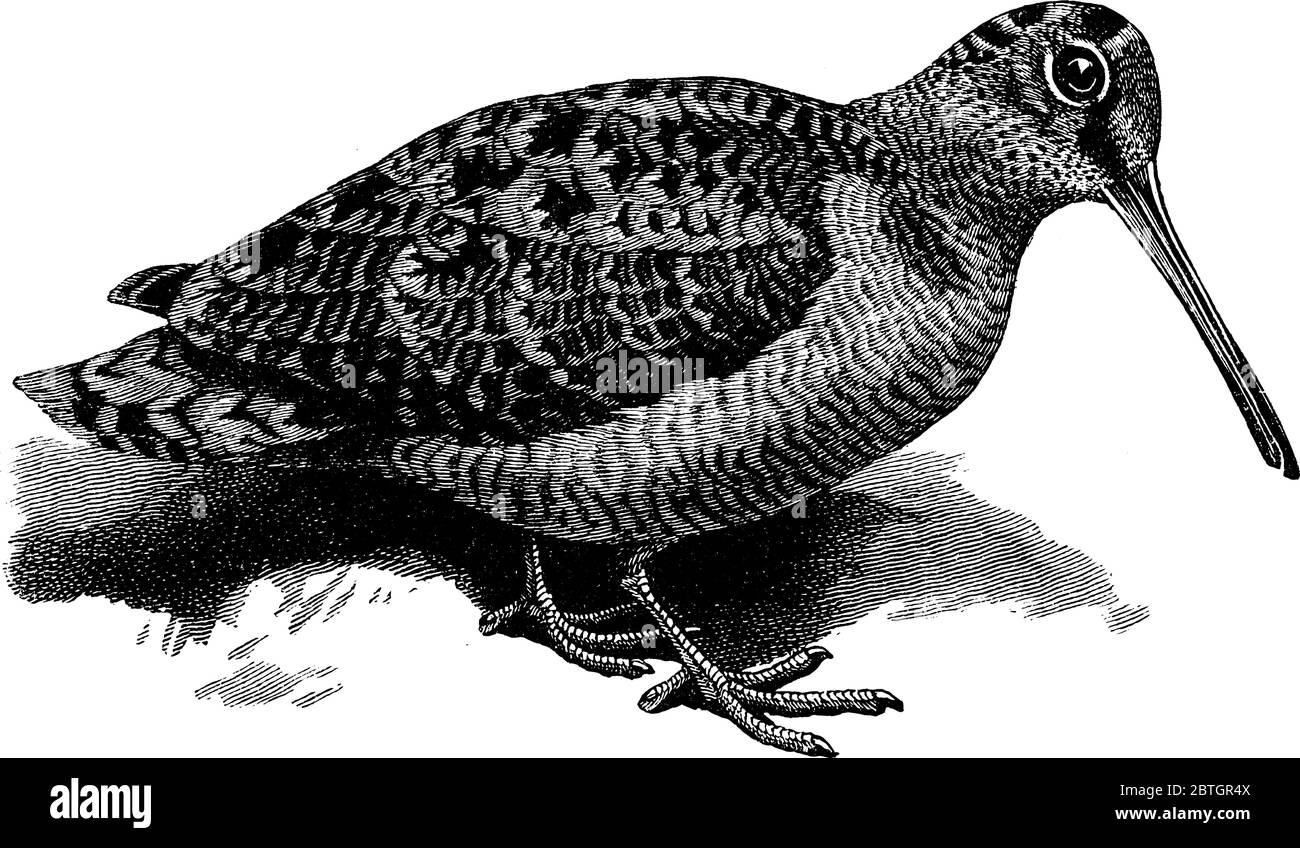 Le Woodcock est une petite espèce d'oiseau de rivage de la famille des Scolopacidae, également connu sous le nom de Doodle de bois., dessin de ligne vintage ou gravure illustrat Illustration de Vecteur