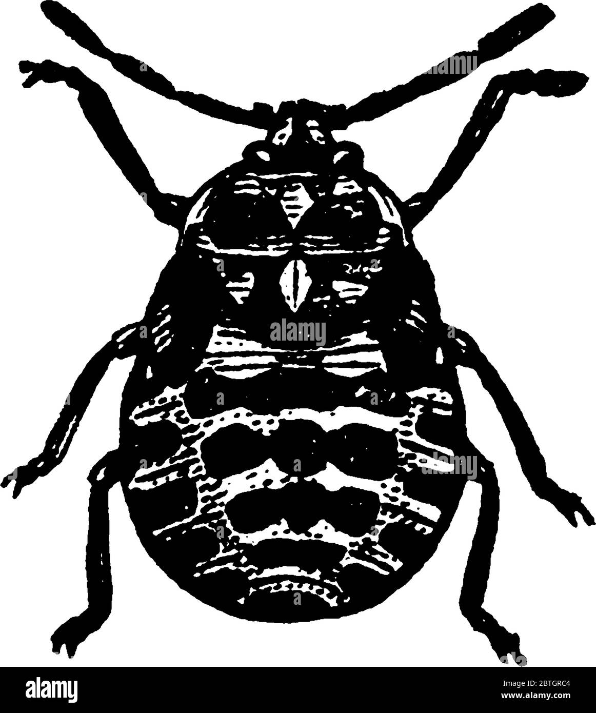 Image de la pupa de l'Arlequin choux-insecte de l'espèce Murgantia histrionica, dessin de ligne vintage ou illustration de gravure. Illustration de Vecteur