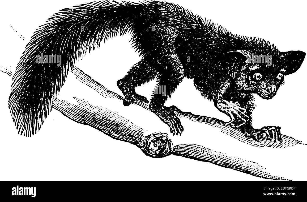Aye-Aye, une lémurine quadruplée originaire de Madagascar avec un doigt intermédiaire allongé utilisé pour creuser le grub des arbres, dessin de ligne vintage ou gravure il Illustration de Vecteur