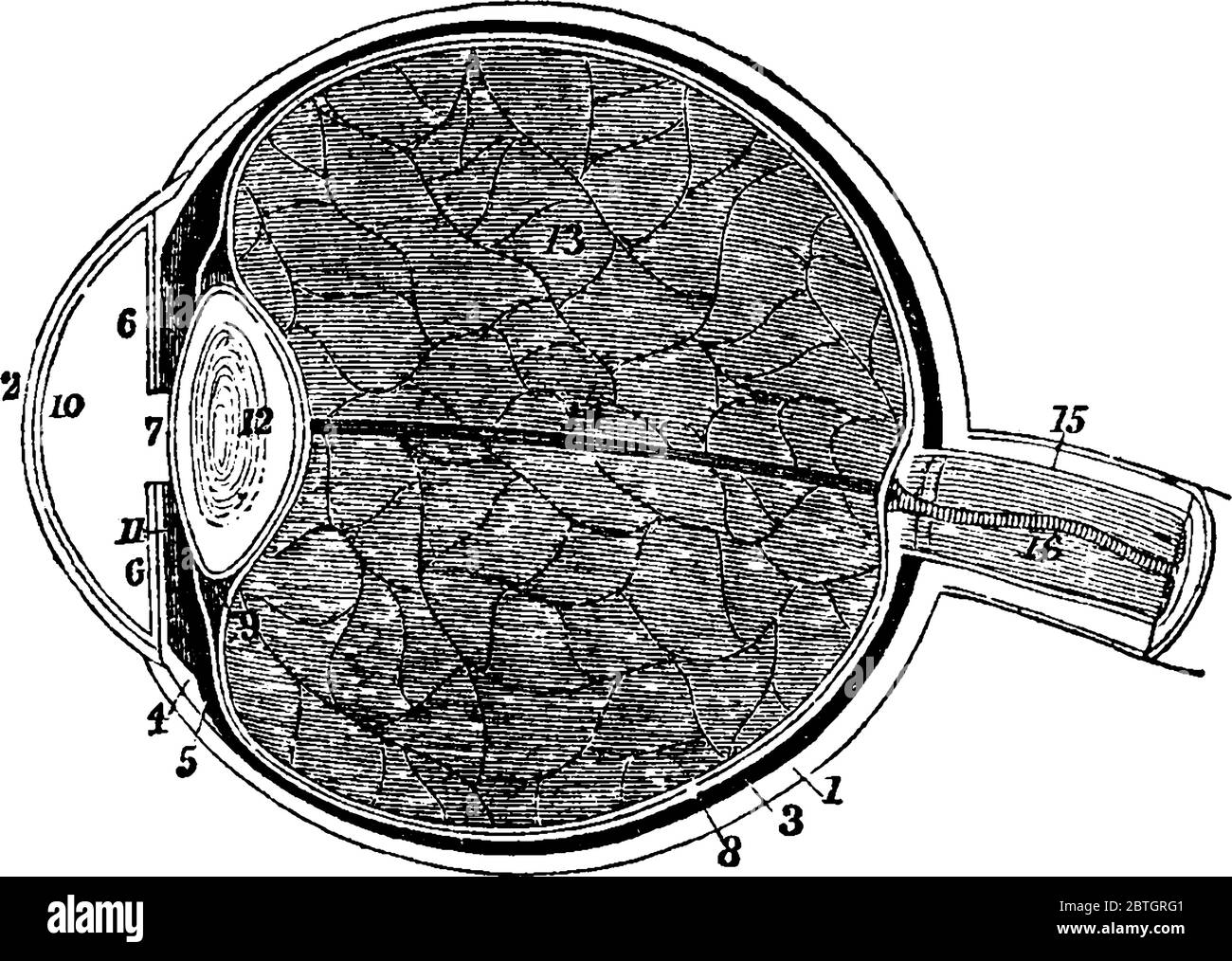 Une représentation typique d'un œil humain, avec les parties, 1, la sclérotique plus épaisse derrière qu'avant; 2, la cornée; 3, la choriode; 6, l'iris; 7, Illustration de Vecteur