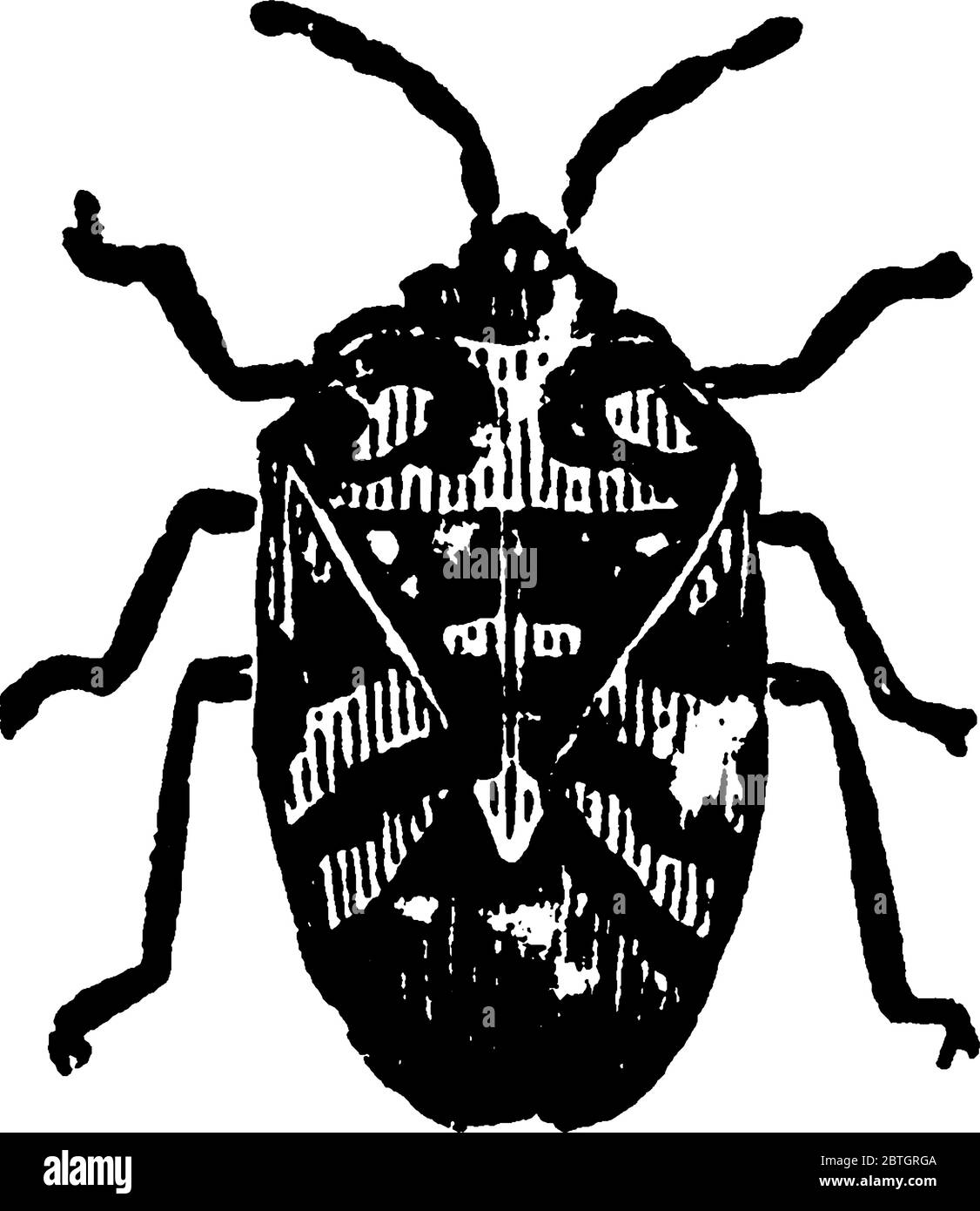Image du chou-insecte adulte de l'Arlequin de l'espèce Murgantia histrionica, dessin de ligne vintage ou illustration de gravure. Illustration de Vecteur