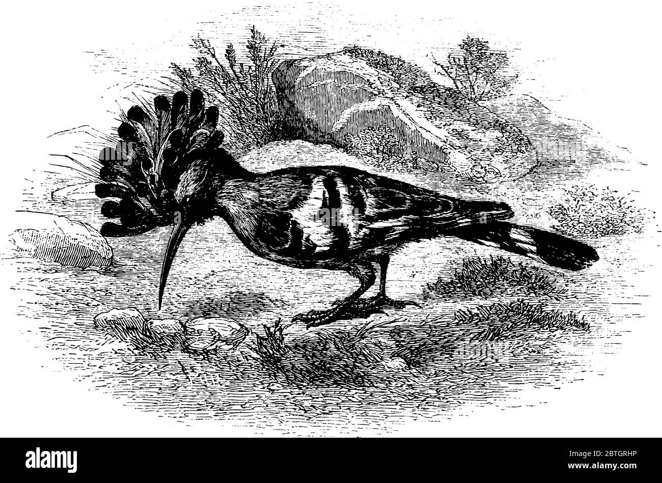 Le hoopoe a un long bec incurvé et est typiquement une couleur de sable avec des bandes blanches et noires, que l'on trouve à travers l'Afro-Eurasie., vintage dessin de ligne ou en Illustration de Vecteur