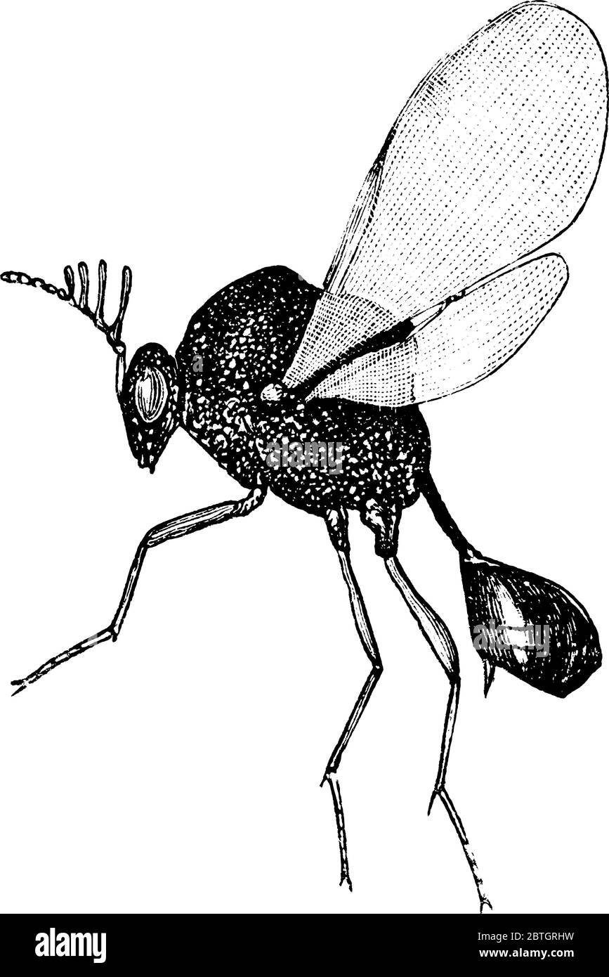 Le schéma de la guêpe chalcide est une minuscule guêpe parasite de couleur métallique d'un grand groupe dont les membres pondent des œufs à l'intérieur des œufs d'autres inses Illustration de Vecteur