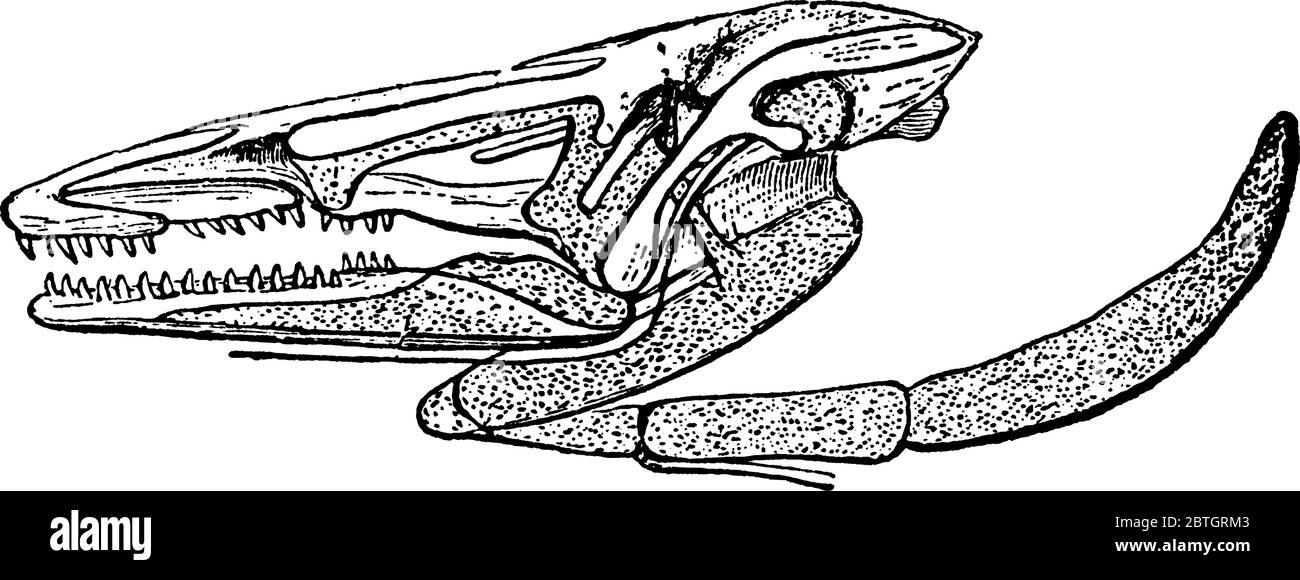 Vue latérale du Cranium. Le Puppy commun (Necturus maculosus) est une espèce de salamandre aquatique présente dans le nord-est de l'unité de Stula Illustration de Vecteur