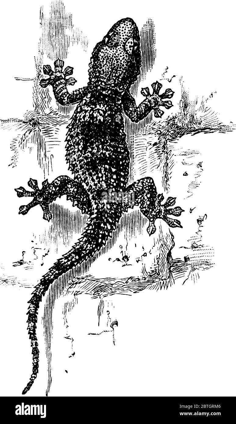 Le lézard, gecko, trouvé dans les climats chauds, grimpant sur des rochers. Généralement, ce genre de lézards, n'ont pas de paupières, de dessin de ligne vintage ou de gravure Illustration de Vecteur