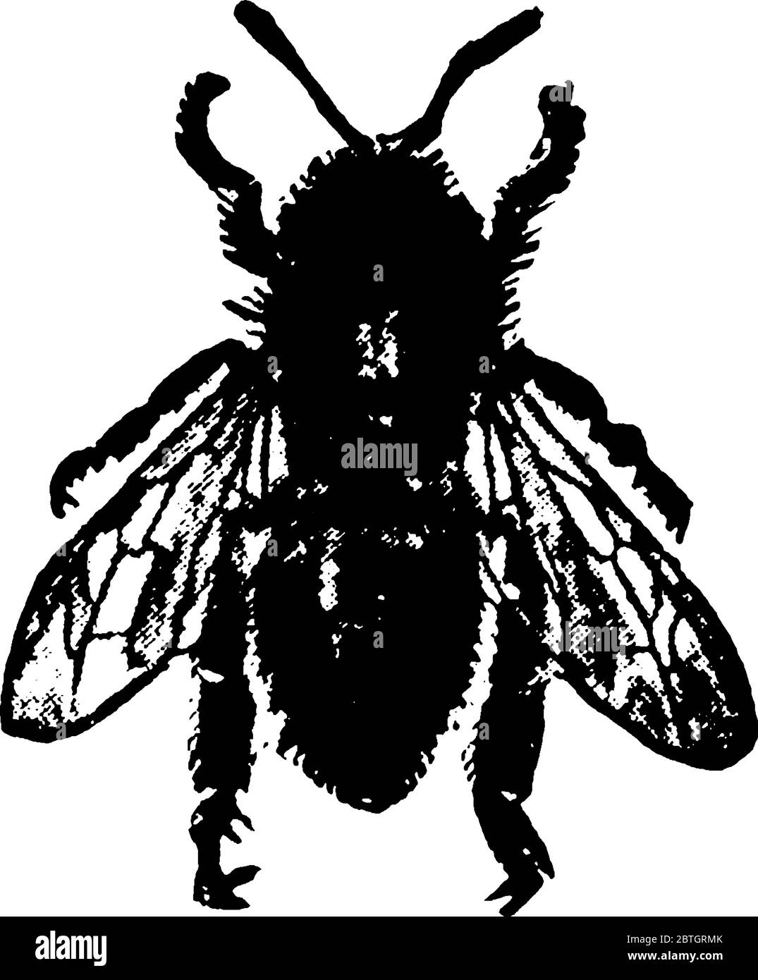 Une abeille est un insecte eusocial volant dans la famille des Apidae, ils vivent dans des colonies. Cette figure représente le travailleur de Honey Bee, dessin de ligne vintage Illustration de Vecteur