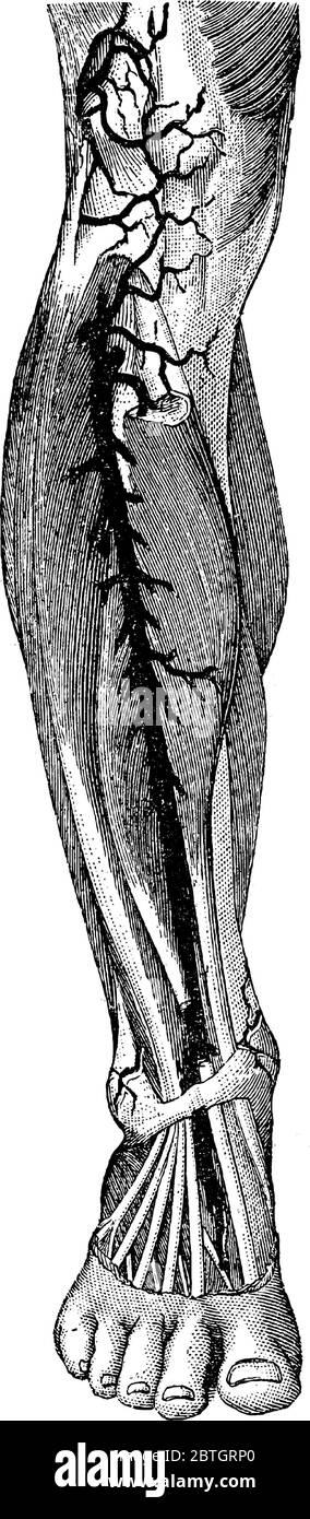 Artère située devant la jambe droite humaine. Une artère est un vaisseau qui transporte le sang loin du coeur et vers d'autres tissus et organes , vin Illustration de Vecteur