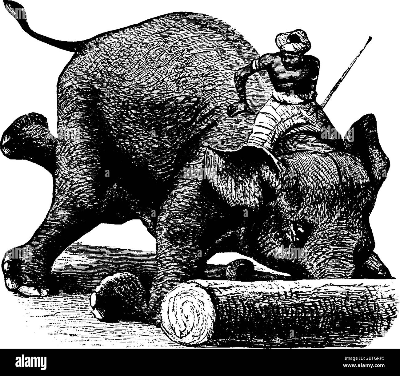 Un mahout à cheval sur un éléphant avec de grandes oreilles, pilier comme des jambes, roulant une bûche avec son long tronc, dessin de ligne vintage ou illustration de gravure Illustration de Vecteur