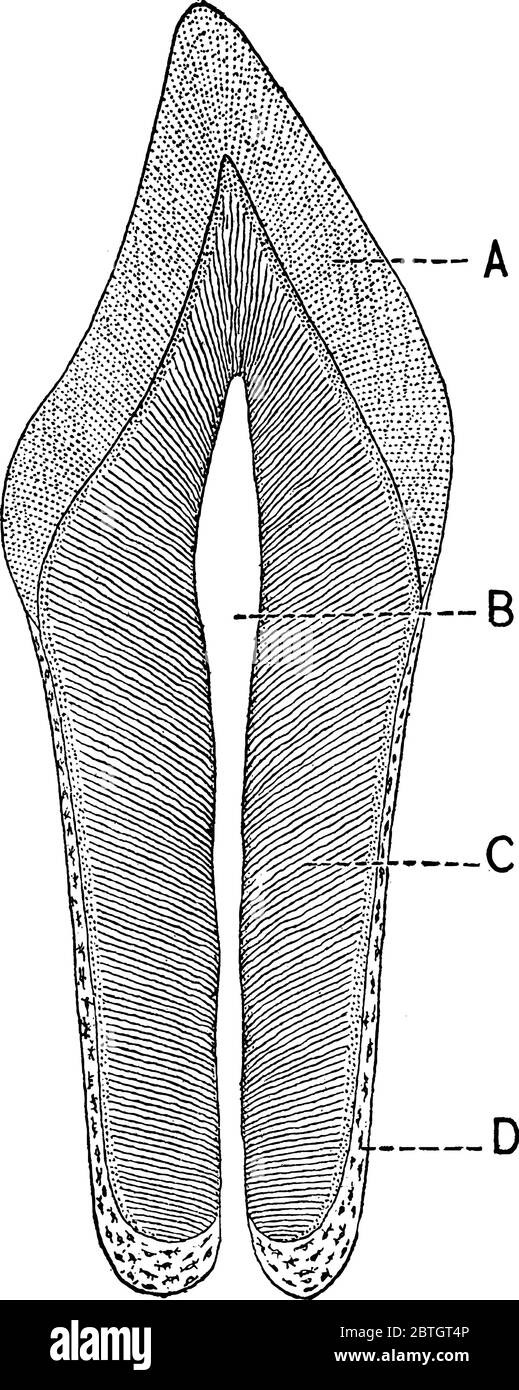 Une section longitudinale d'une dent humaine, avec les parties étiquetées a, B, C et D, représentant l'émail, la cavité de la pulpe, le ciment et la dentine, respectivel Illustration de Vecteur