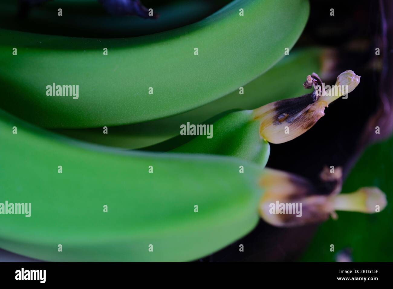 Fleur de banane verte, alambics sur l'arbre Banque D'Images