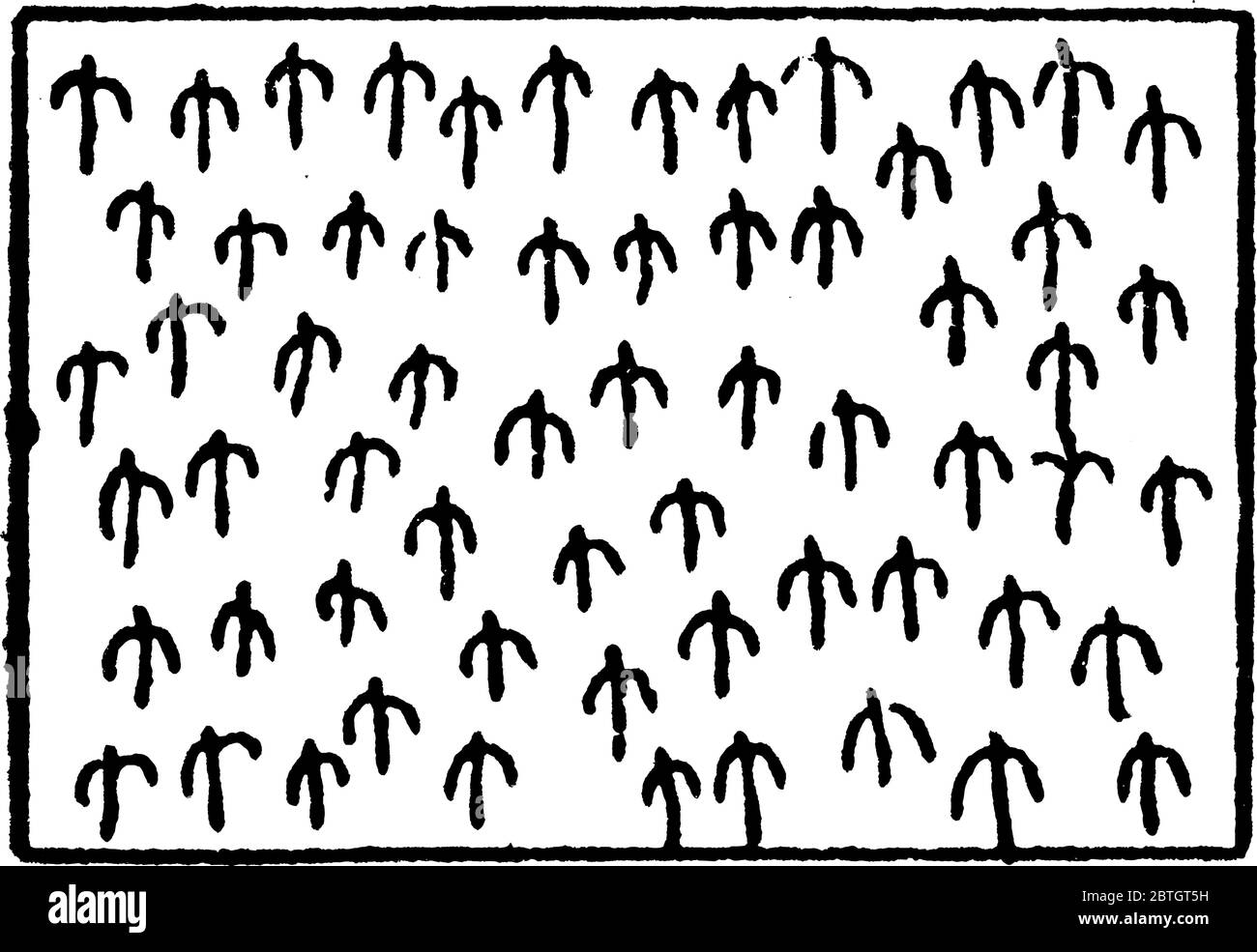 Représentation typique de la canne à sucre sur une carte topographique, un dessin de ligne vintage ou une illustration de gravure. Illustration de Vecteur