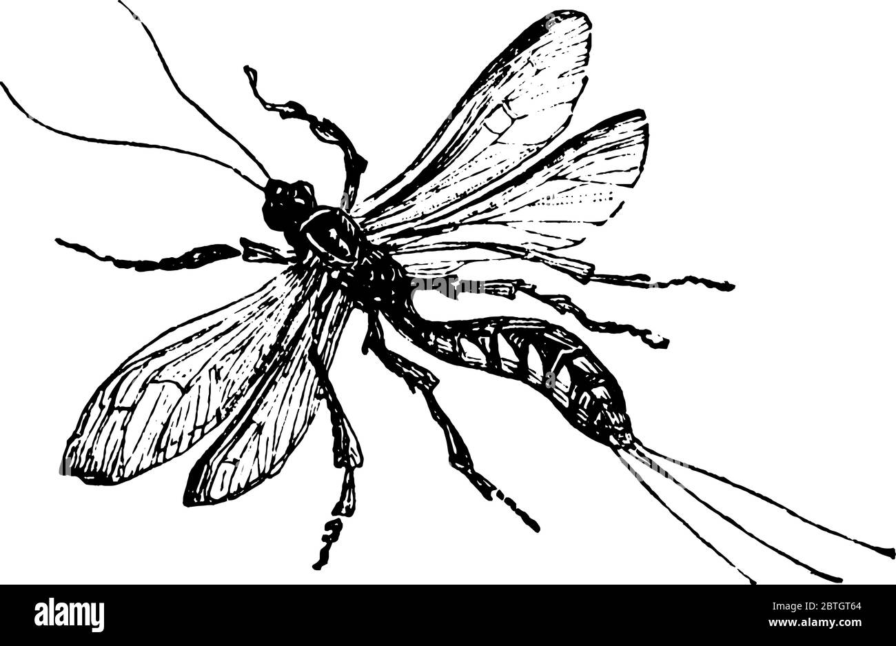 L'insecte de la famille ichneumon qui sont maigre avec de longs corps minces, longs ovipositeurs et de longues antennes, vintage dessin de ligne ou gravure malade Illustration de Vecteur