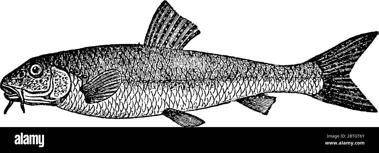 Les pistons poissons, qui sont allongés, les poissons de fond, dont beaucoup vivent dans les rapides et d'autres eaux rapides, le dessin de ligne vintage ou la gravure il Illustration de Vecteur