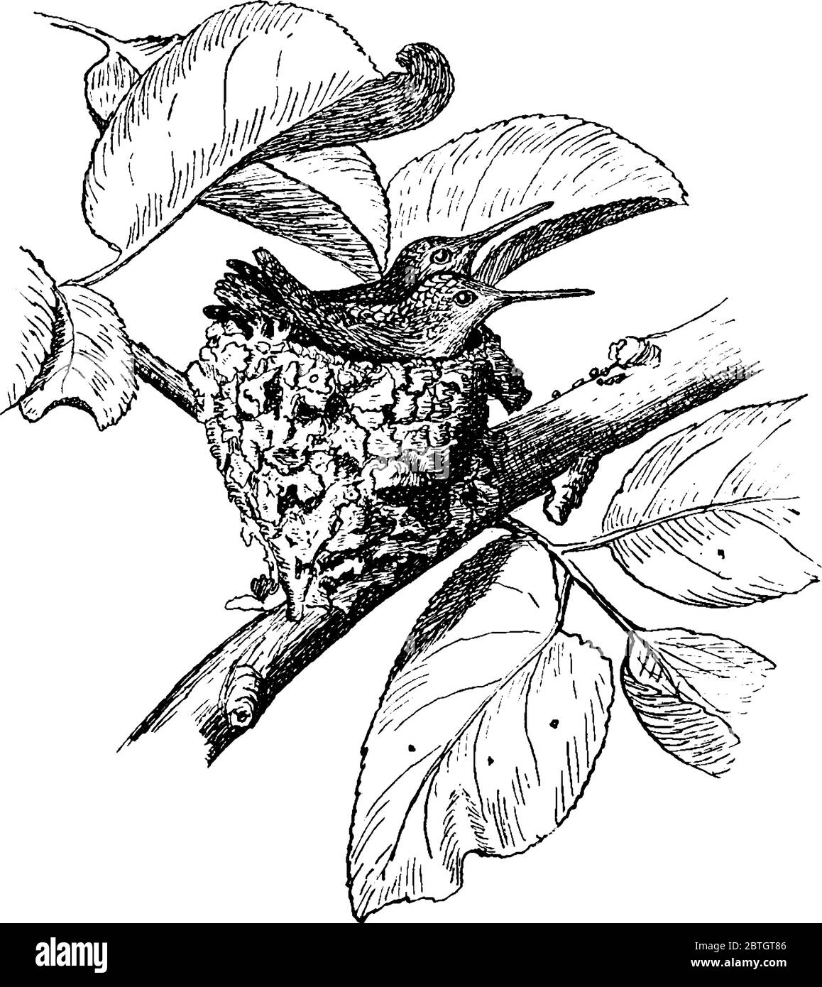 Nid d'oiseau-mouches avec deux semaines ou quatorze jours, vieux colibris, dessin de ligne vintage ou illustration de gravure. Illustration de Vecteur