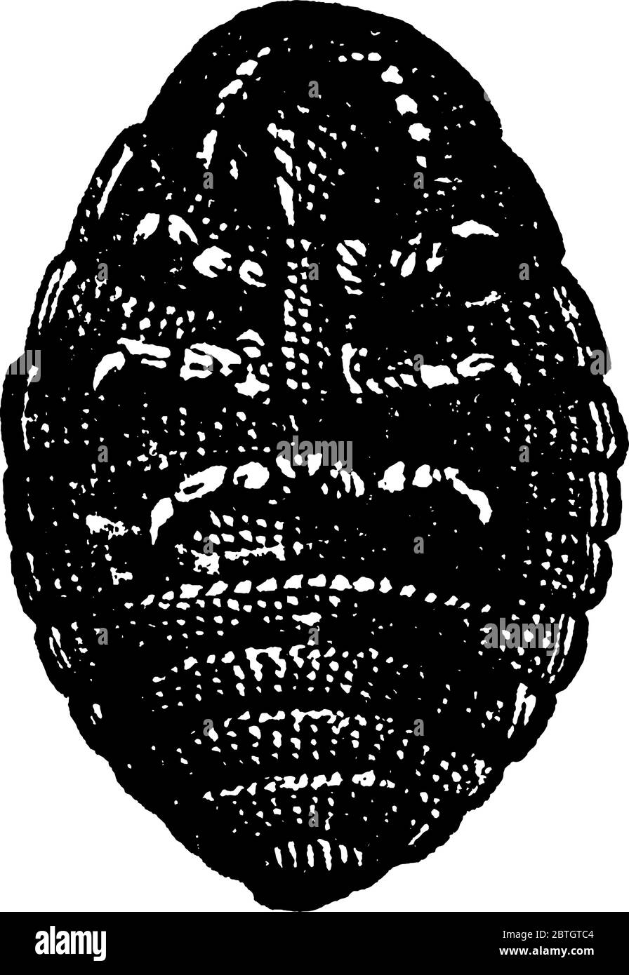 Image d'un insecte adulte femelle, avec masses de cotonie enlevées., dessin de ligne vintage ou illustration de gravure. Illustration de Vecteur