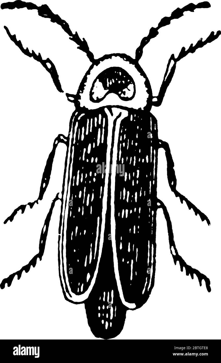Un coléoptère à corps mou ailé adulte, appelé « Lightning Bug », pour son utilisation évidente de la bioluminescence pendant le crépuscule pour attirer les proies, vintage Illustration de Vecteur