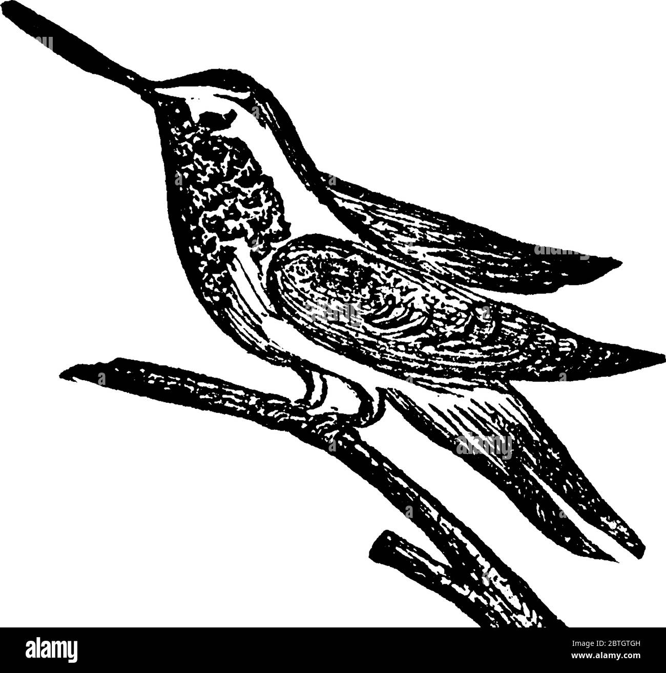 Les colibris sont des oiseaux indigènes des Amériques et constituent la famille biologique des Trochilidae, dessin de ligne vintage ou illustration de gravure. Illustration de Vecteur