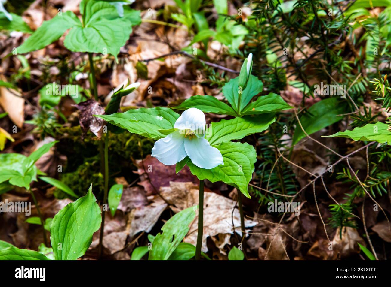 Un trillium blanc et sauvage pousse au printemps sur un fond forestier de l'Ontario, émergeant des feuilles mortes de l'année dernière. Banque D'Images