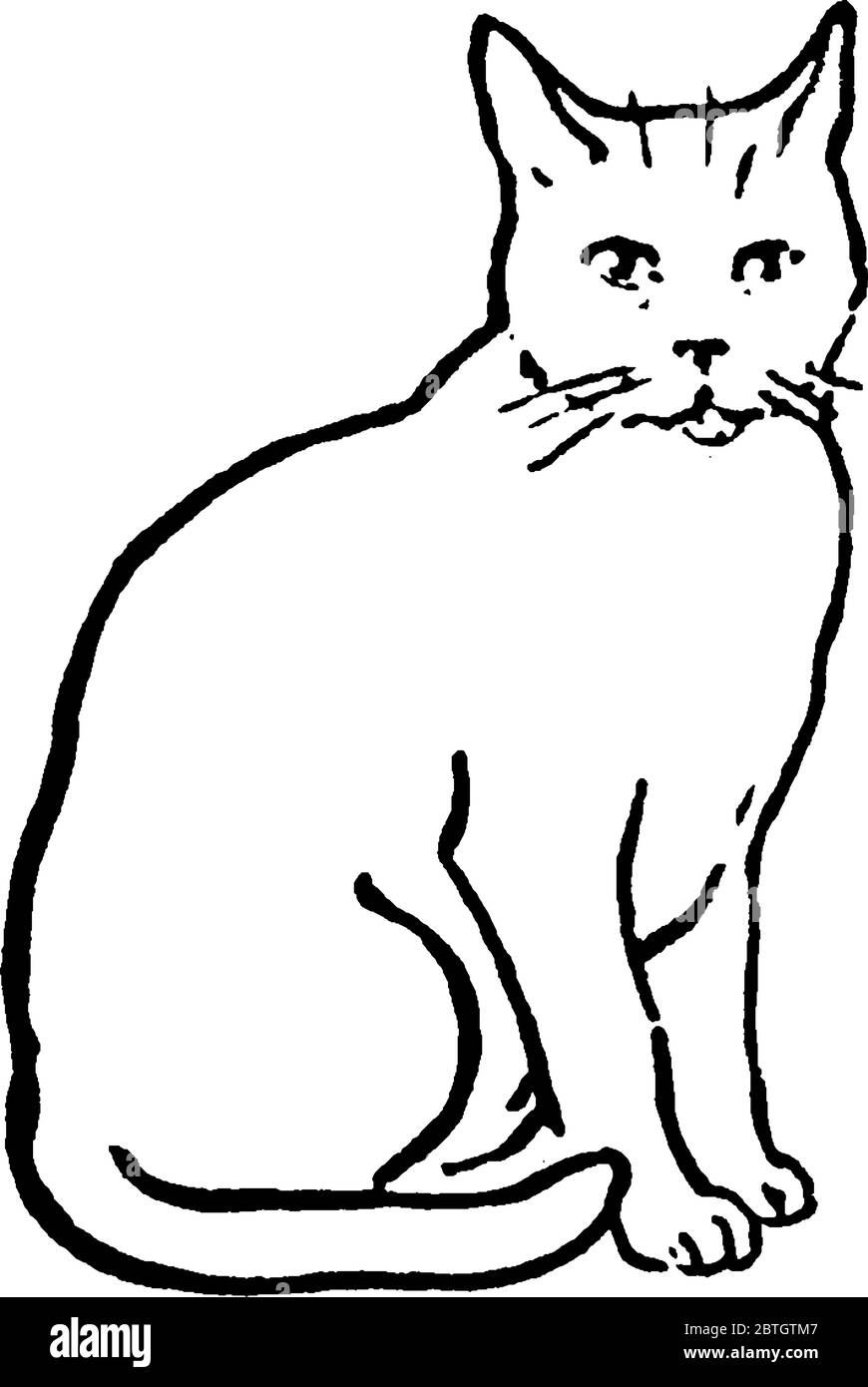 Une représentation typique d'un chat, l'espèce Felis catus, un petit mammifère carnivore, est la seule espèce domestiquée de la famille des Felidae et souvent r Illustration de Vecteur Une représentation typique d'un chat, l'espèce Felis catus, un petit mammifère carnivore, est la seule espèce domestiquée de la famille des Felidae et souvent r Illustration de Vecteur