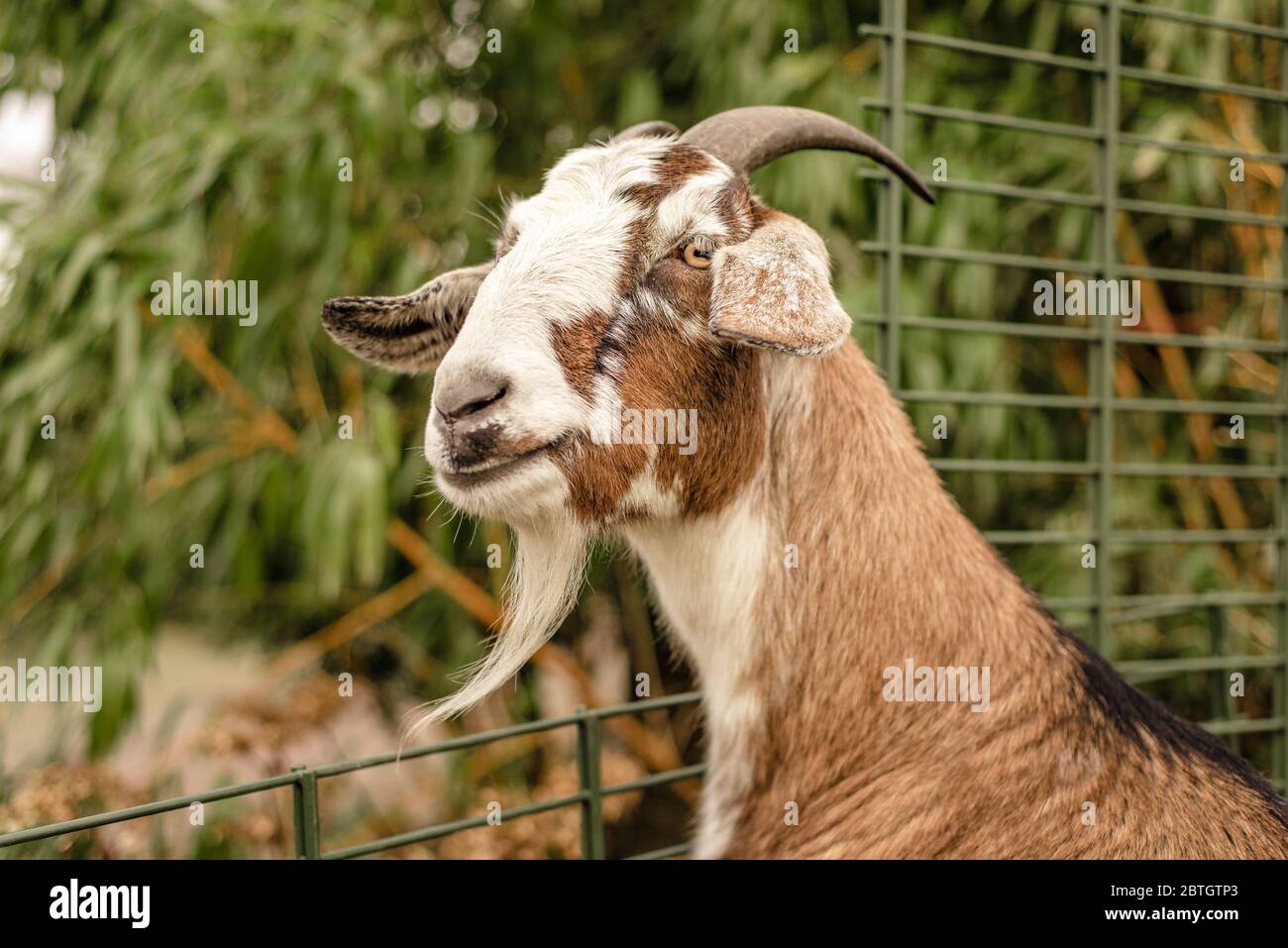 Un animal domestique de chèvre se tient au-dessus d'une clôture Banque D'Images