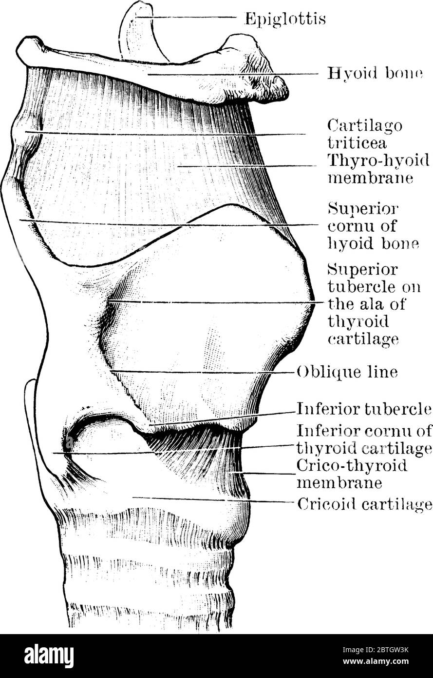 La vue en profil des cartilages et des ligaments du larynx, avec ses parties étiquetées, dessin de ligne vintage ou illustration de gravure. Illustration de Vecteur